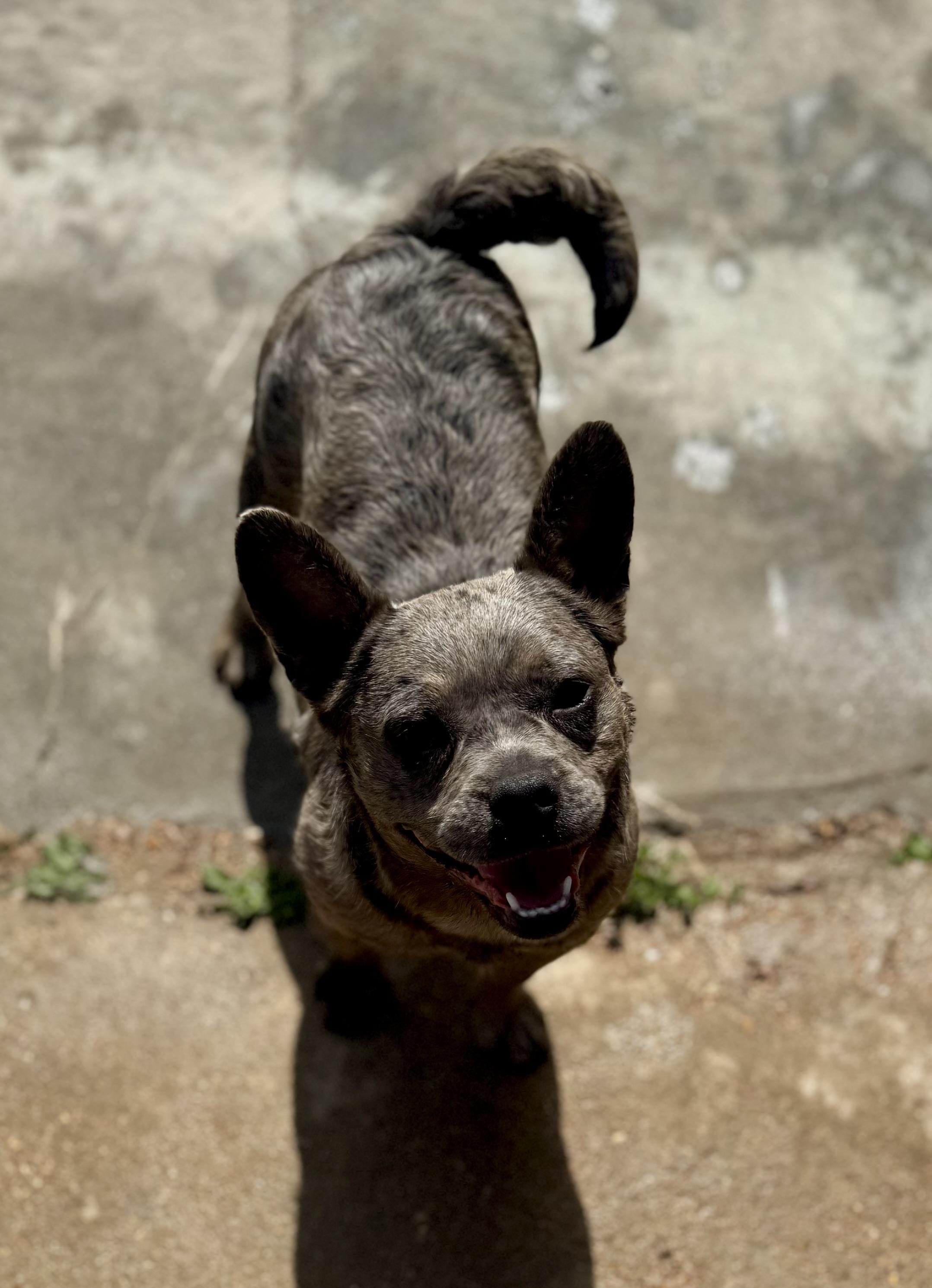 Enlarge Vivianne, a ADOPTABLE mixed breed in Washington, MO image 2/4