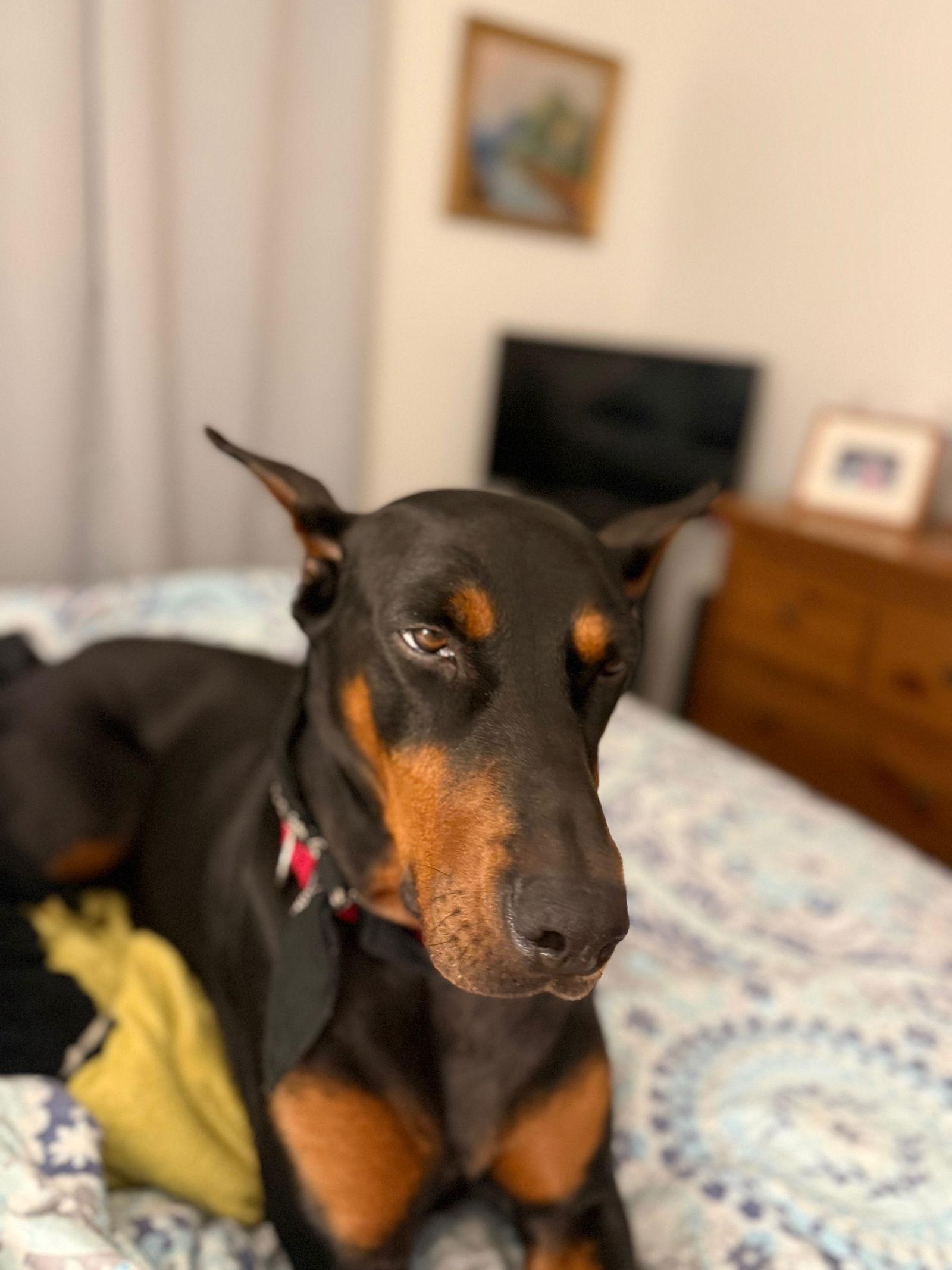Kiara, Adopted, Adult Female Doberman Pinscher.