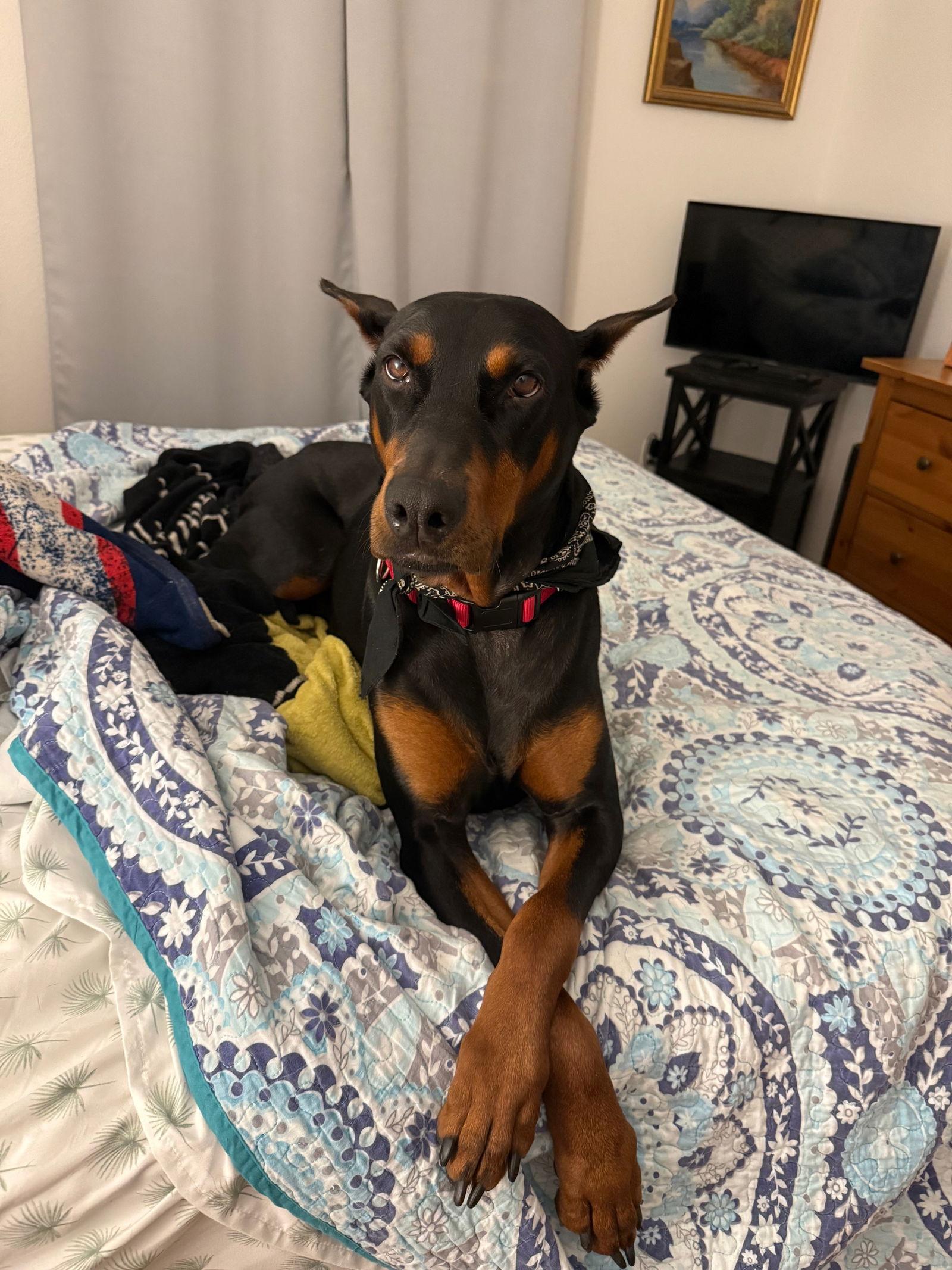 Kiara, a Adopted Doberman Pinscher in Island Lake, IL image 2/3