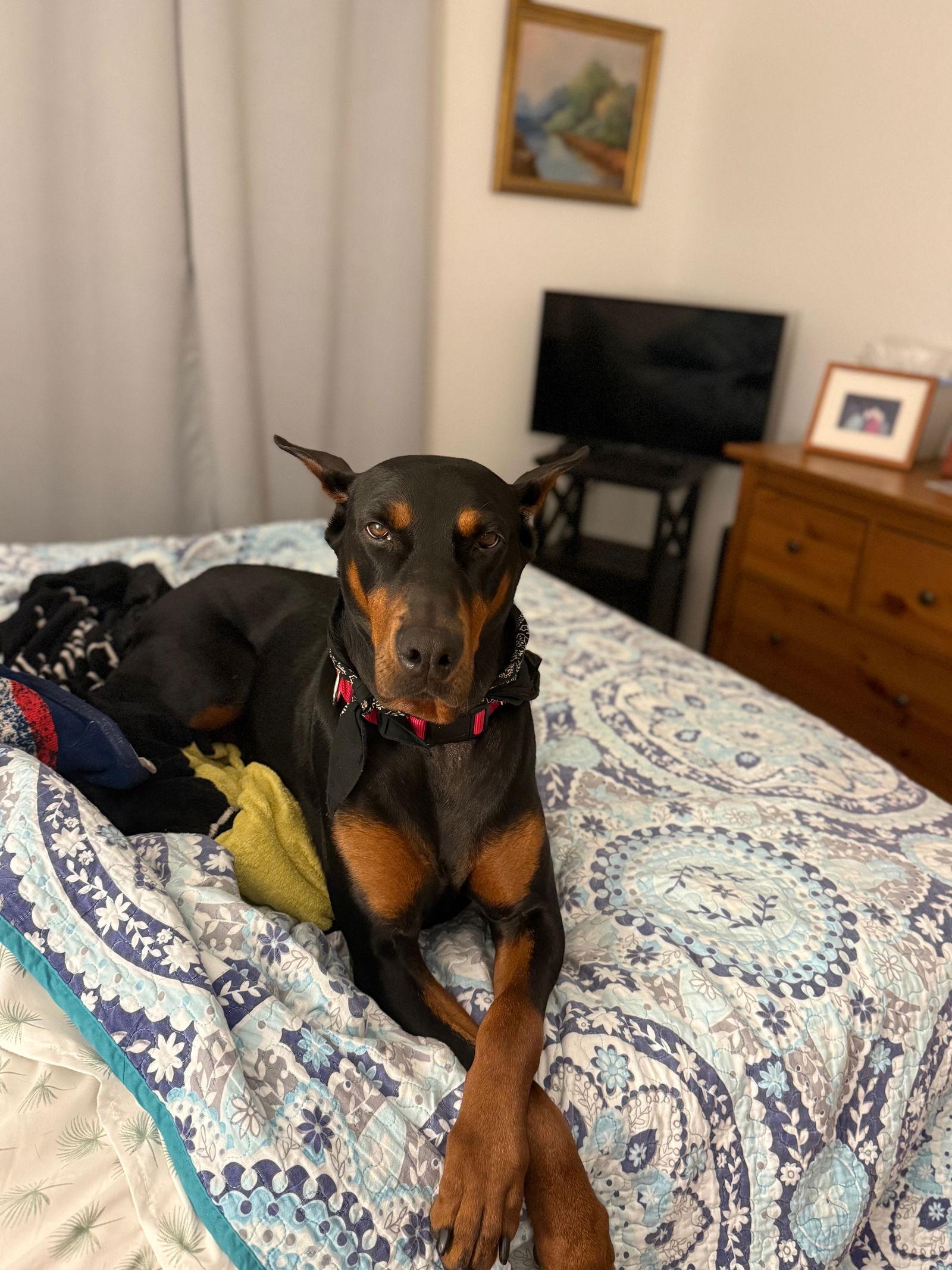 Kiara, a Adopted Doberman Pinscher in Island Lake, IL image 3/3