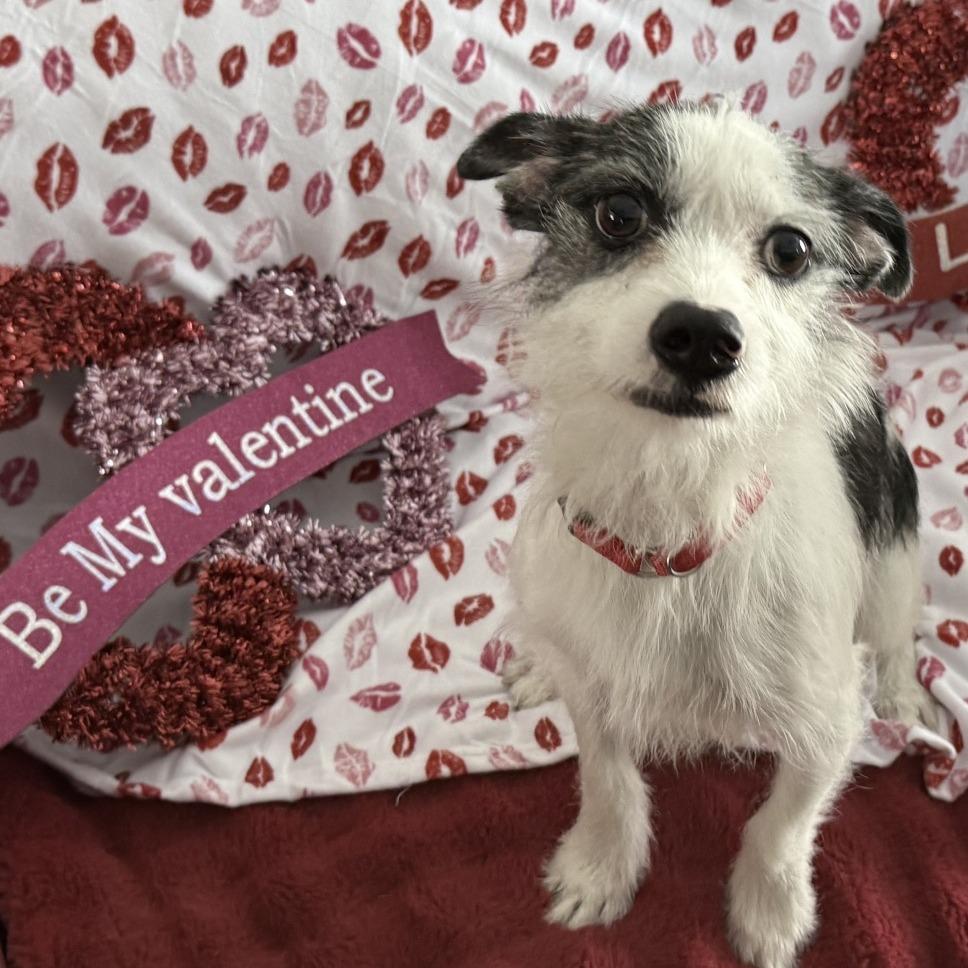 Jackjack thumbnail 2