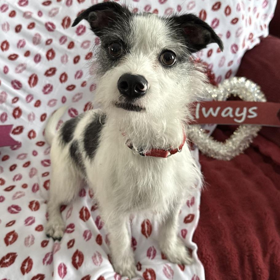 Jackjack thumbnail 3