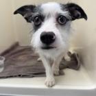 Jackjack thumbnail 6