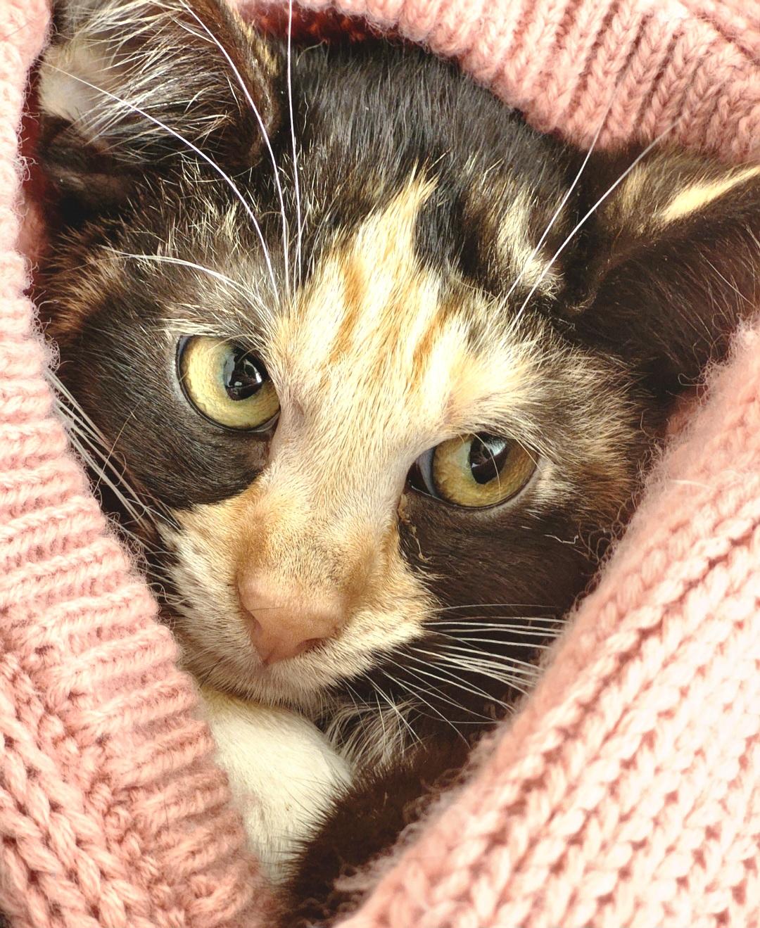 Venty, a Adoptable Tortoiseshell in Springfield, OR image 2/3