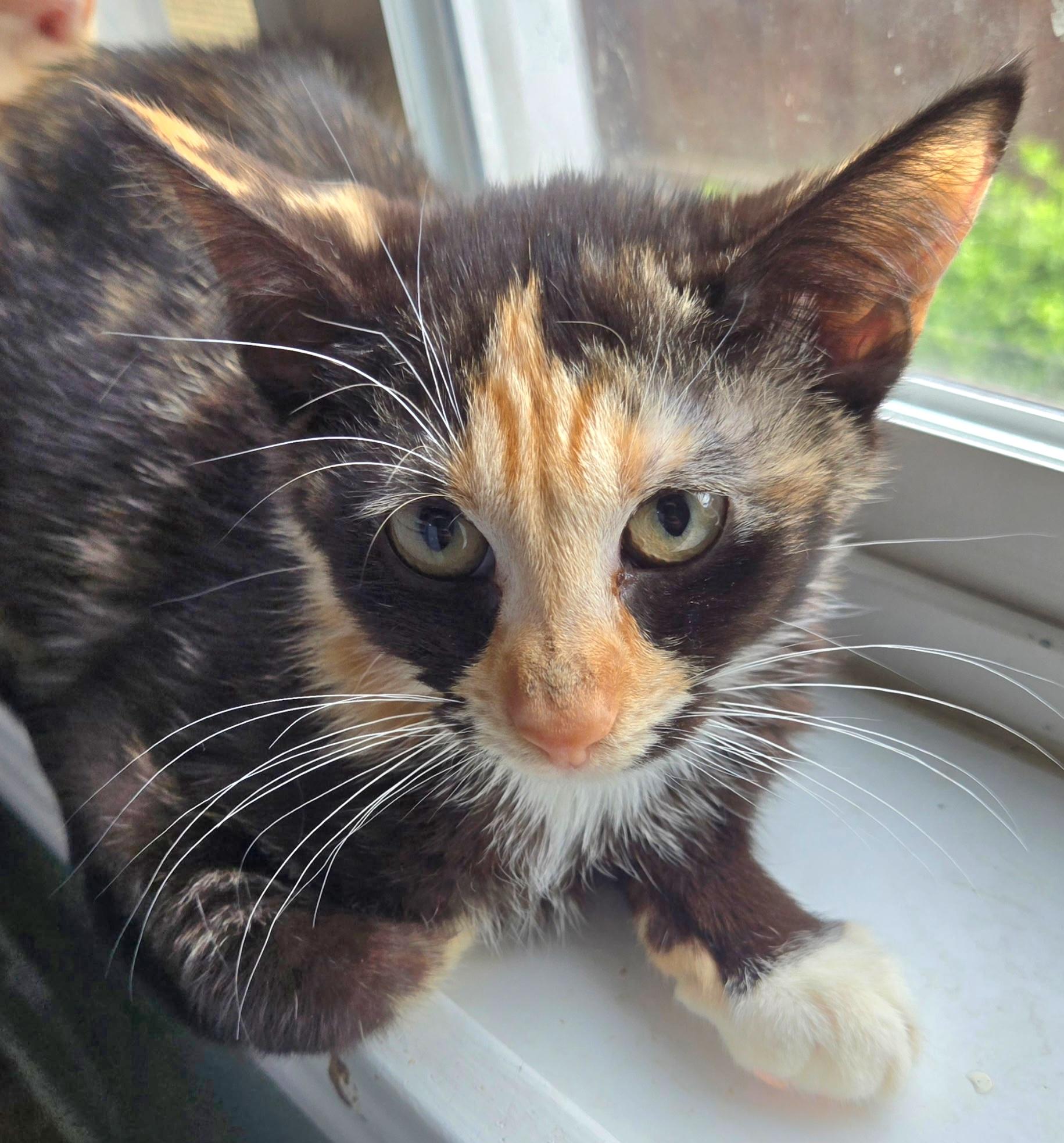 Venty, Adoptable, Kitten Female Tortoiseshell.