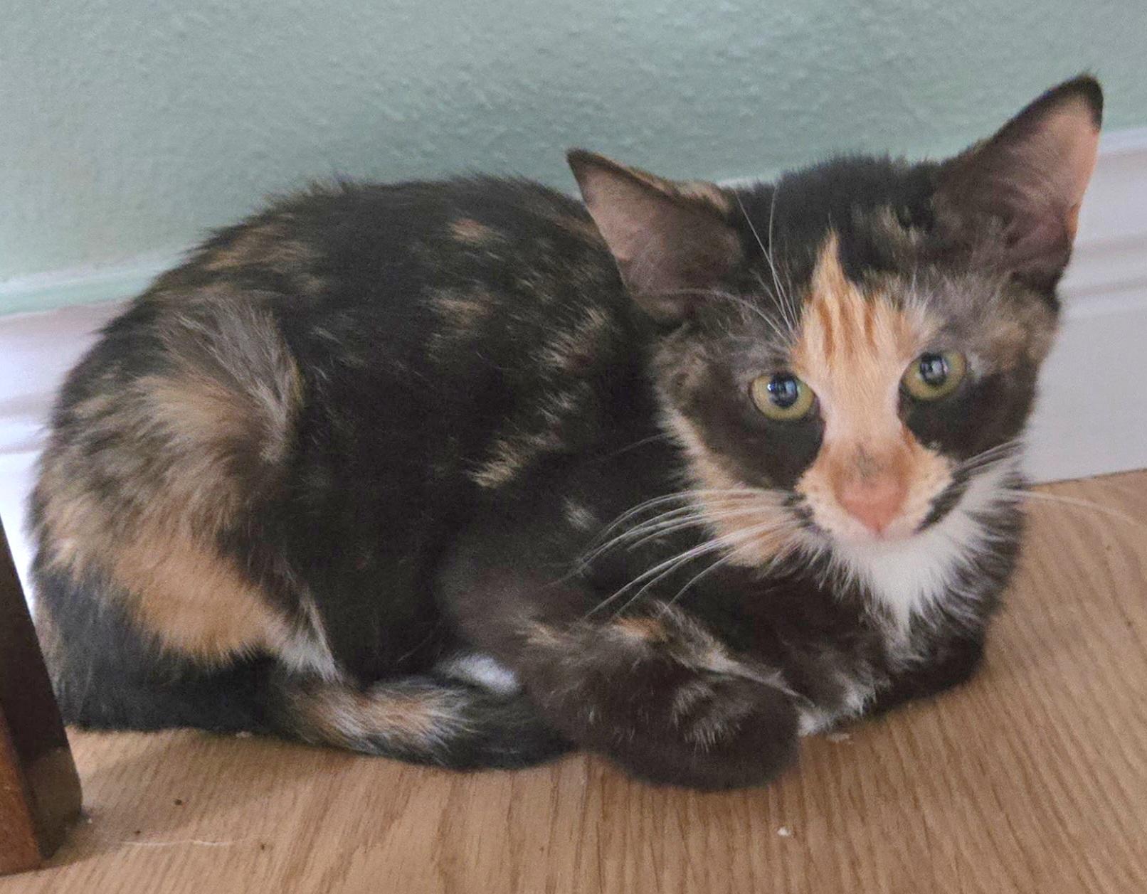 Venty, a Adoptable Tortoiseshell in Springfield, OR image 3/3