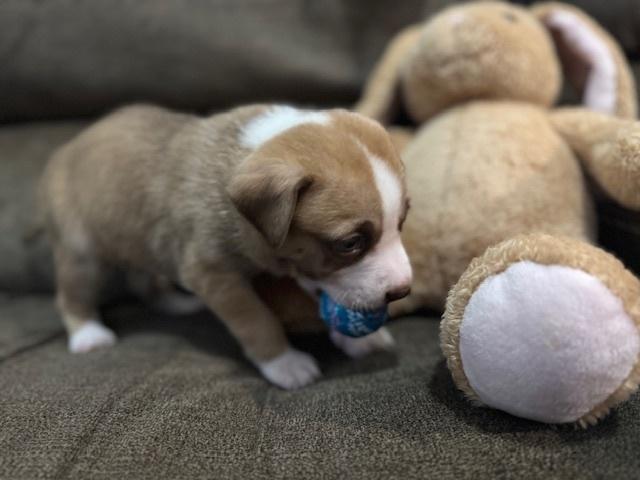 Bahl / Texas, Adoptable, Puppy Female Labrador Retriever.