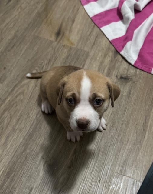 Enlarge Bahl / Texas, a Adoptable mixed breed in Broomfield, CO image 2/6