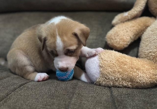 Enlarge Bahl / Texas, a Adoptable mixed breed in Broomfield, CO image 3/6
