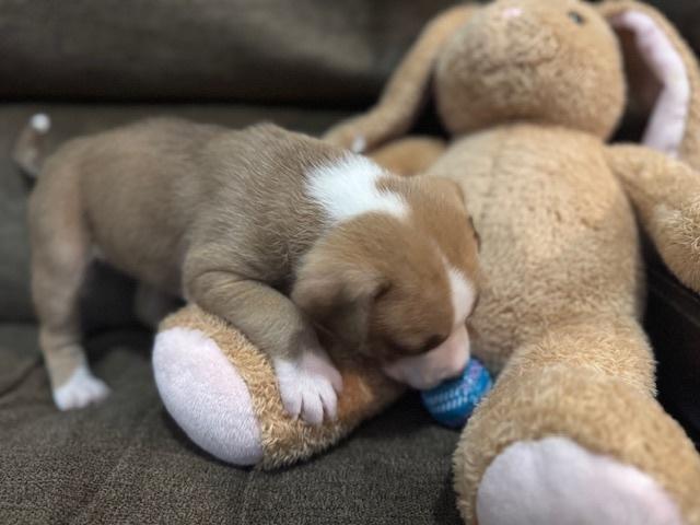 Enlarge Bahl / Texas, a Adoptable mixed breed in Broomfield, CO image 4/6