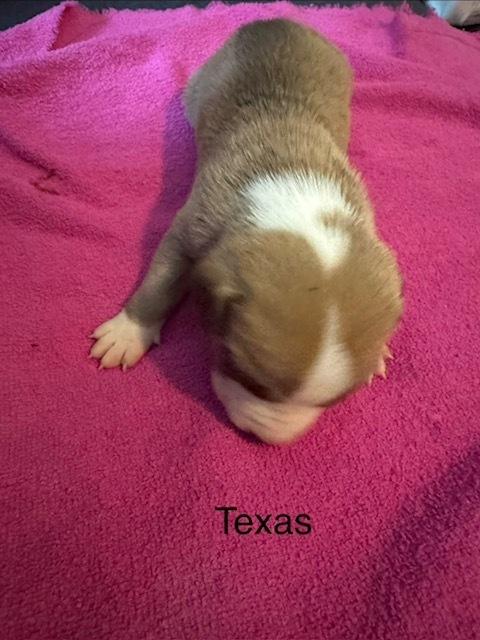 Enlarge Bahl / Texas, a Adoptable mixed breed in Broomfield, CO image 5/6