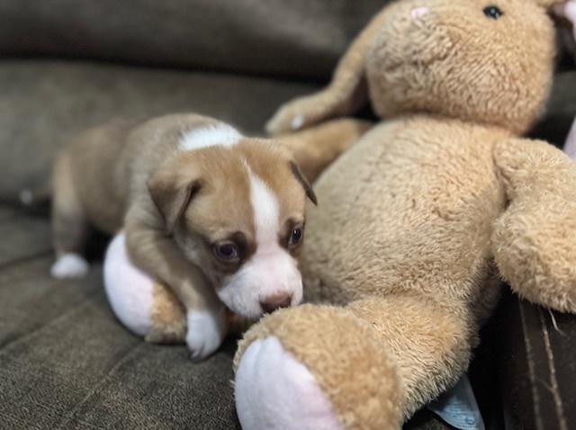 Enlarge Bahl / Texas, a Adoptable mixed breed in Broomfield, CO image 6/6