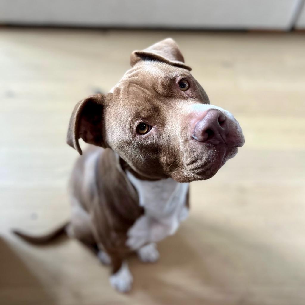 Fudgsicle — thumbnail 3