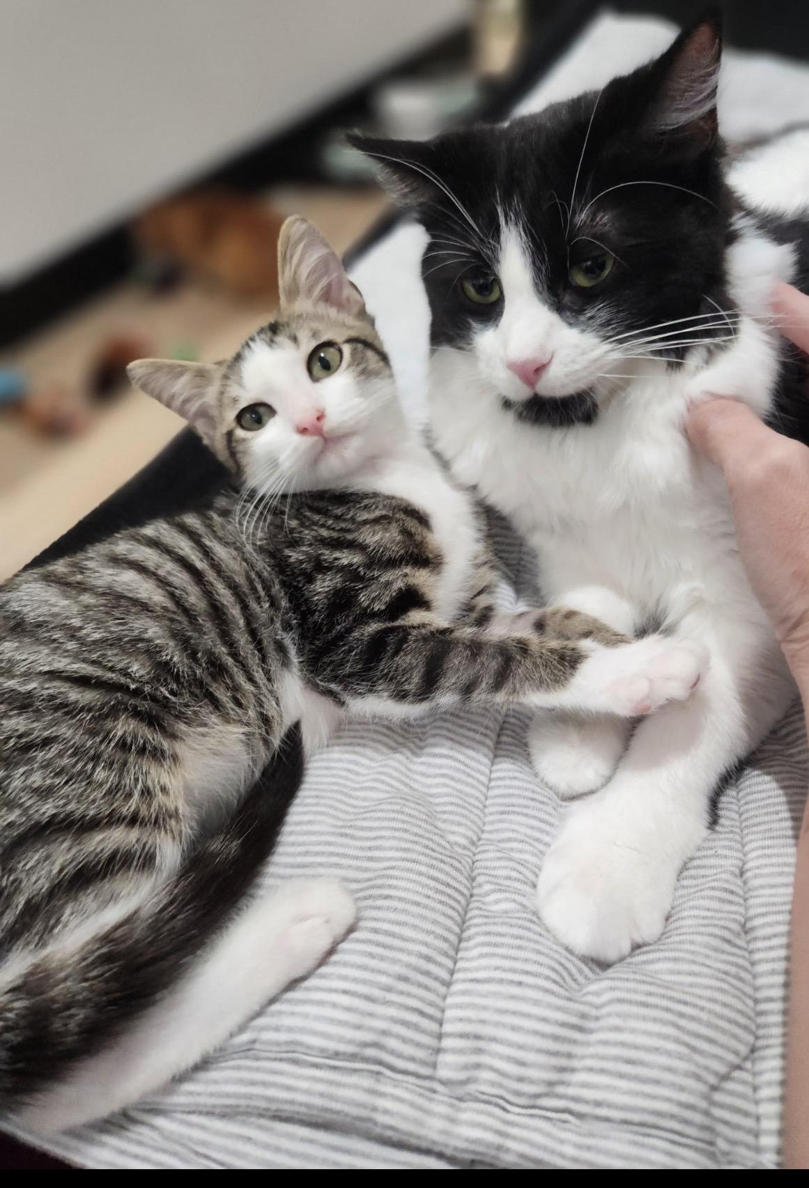 Yoko, adopted, Kitten Female American Shorthair.