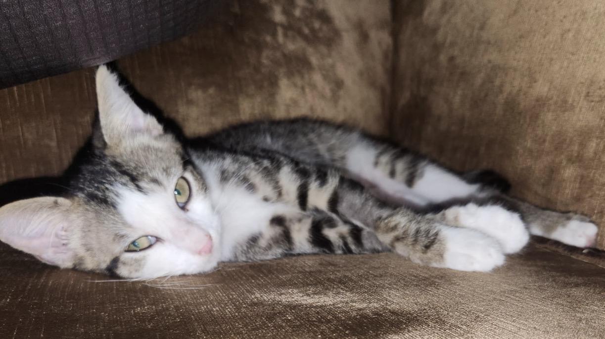 Enlarge Yoko, an adopted American Shorthair in Austin, TX image 2/3