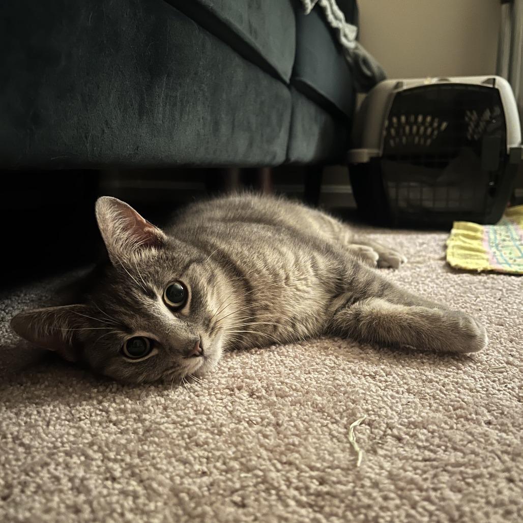 Kristoff — thumbnail 4