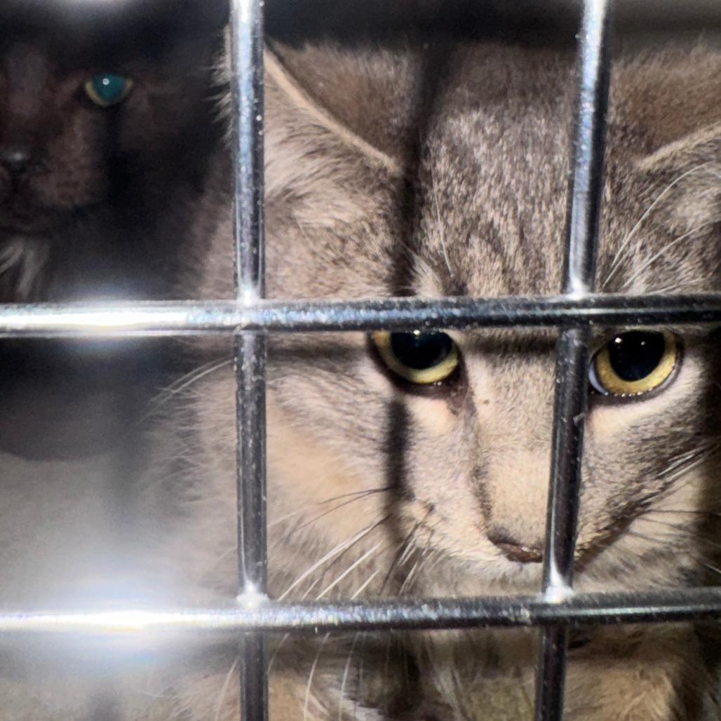 Kristoff — thumbnail 5