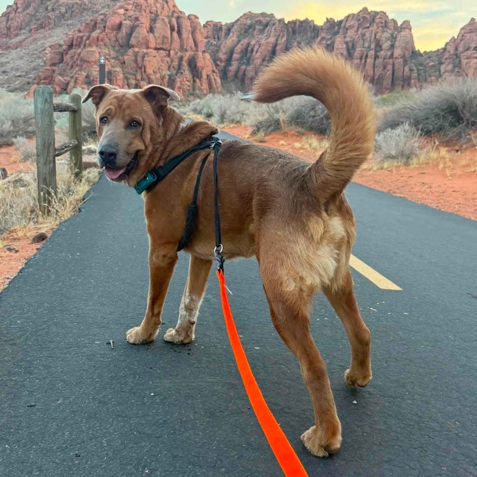 Enlarge Rocky, a Adoptable mixed breed in St. George, UT image 2/5