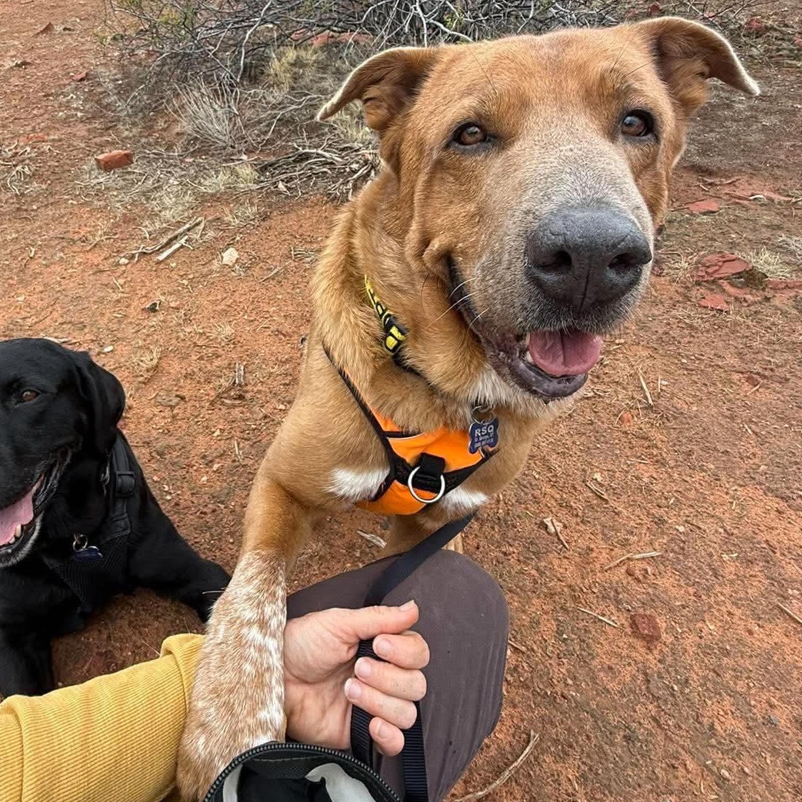 Enlarge Rocky, a Adoptable mixed breed in St. George, UT image 3/5