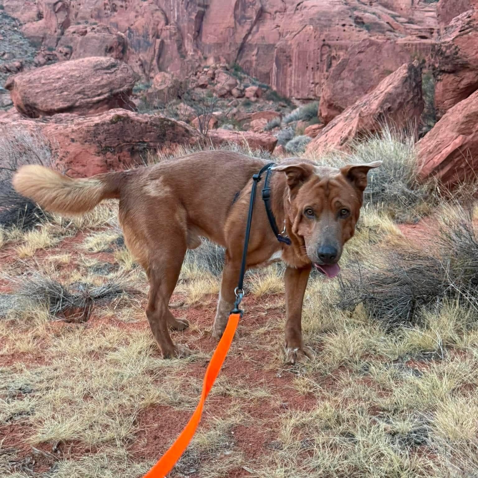Enlarge Rocky, a Adoptable mixed breed in St. George, UT image 4/5