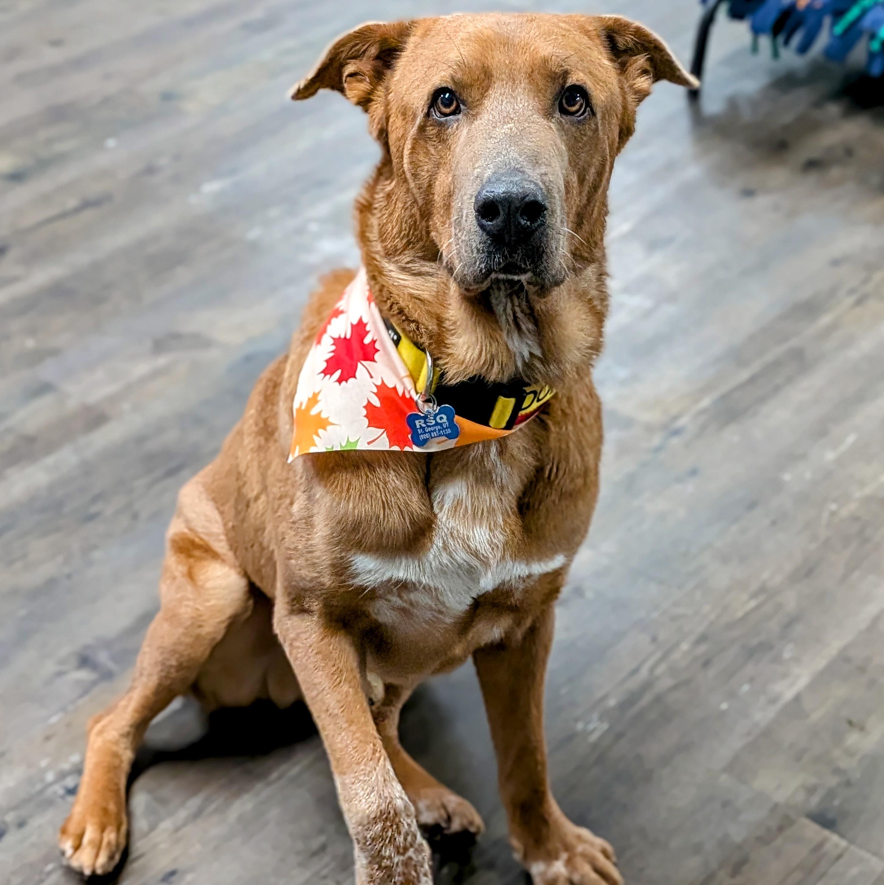 Rocky, Adoptable, Adult Male Retriever & Shar-Pei.