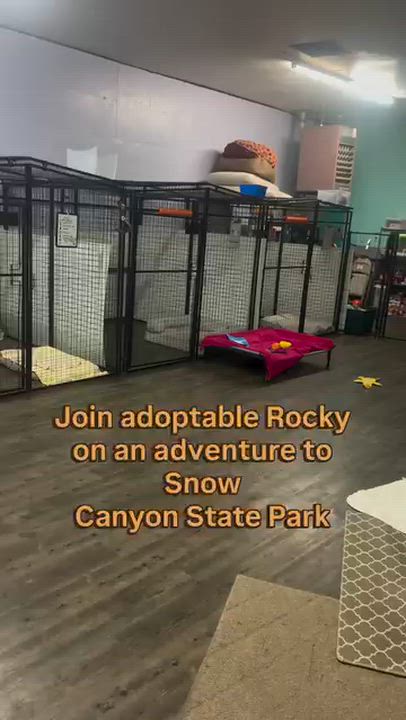 Enlarge Rocky, a Adoptable mixed breed in St. George, UT video 5/5