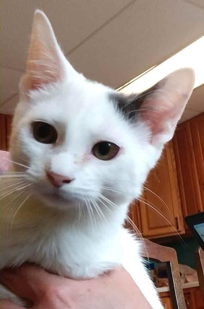 Beetle, Adoptable, Kitten Male Domestic Short Hair.