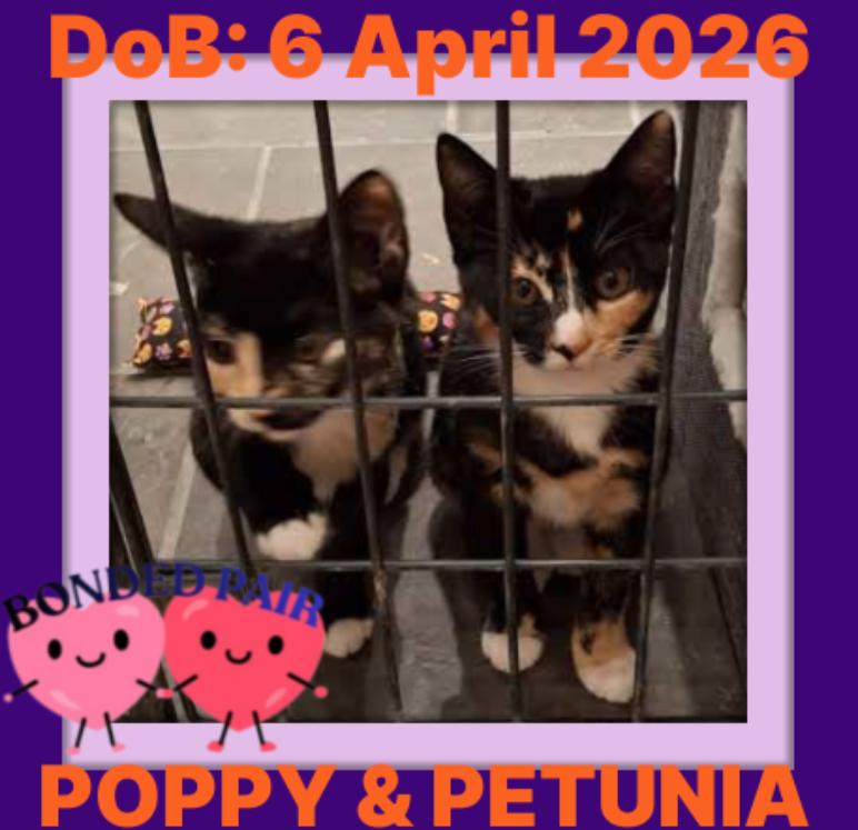 PETUNIA, Adoptable, Kitten Female Domestic Short Hair.