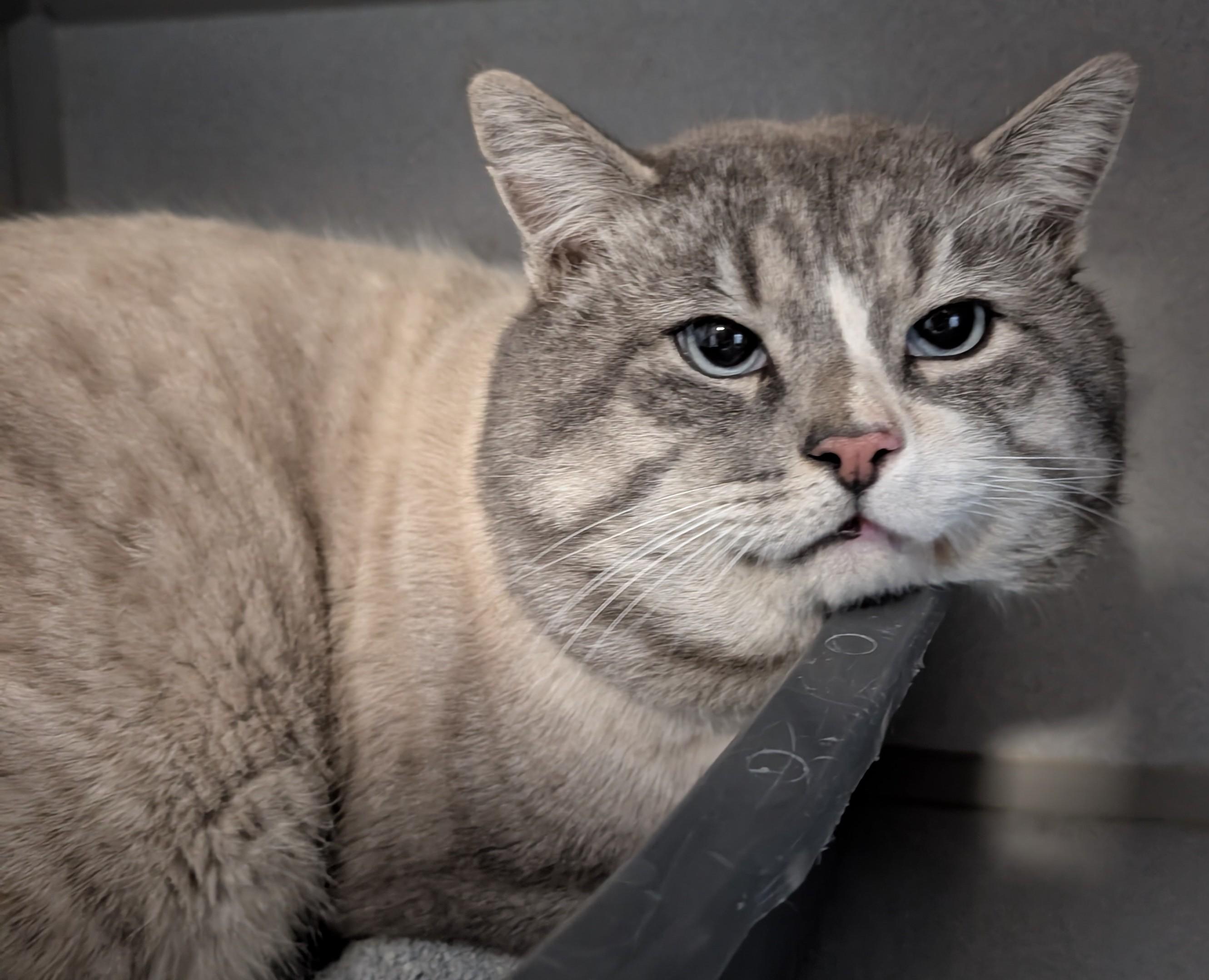 Enlarge Tater Tot, an adopted mixed breed in Bisbee, AZ image 1/2