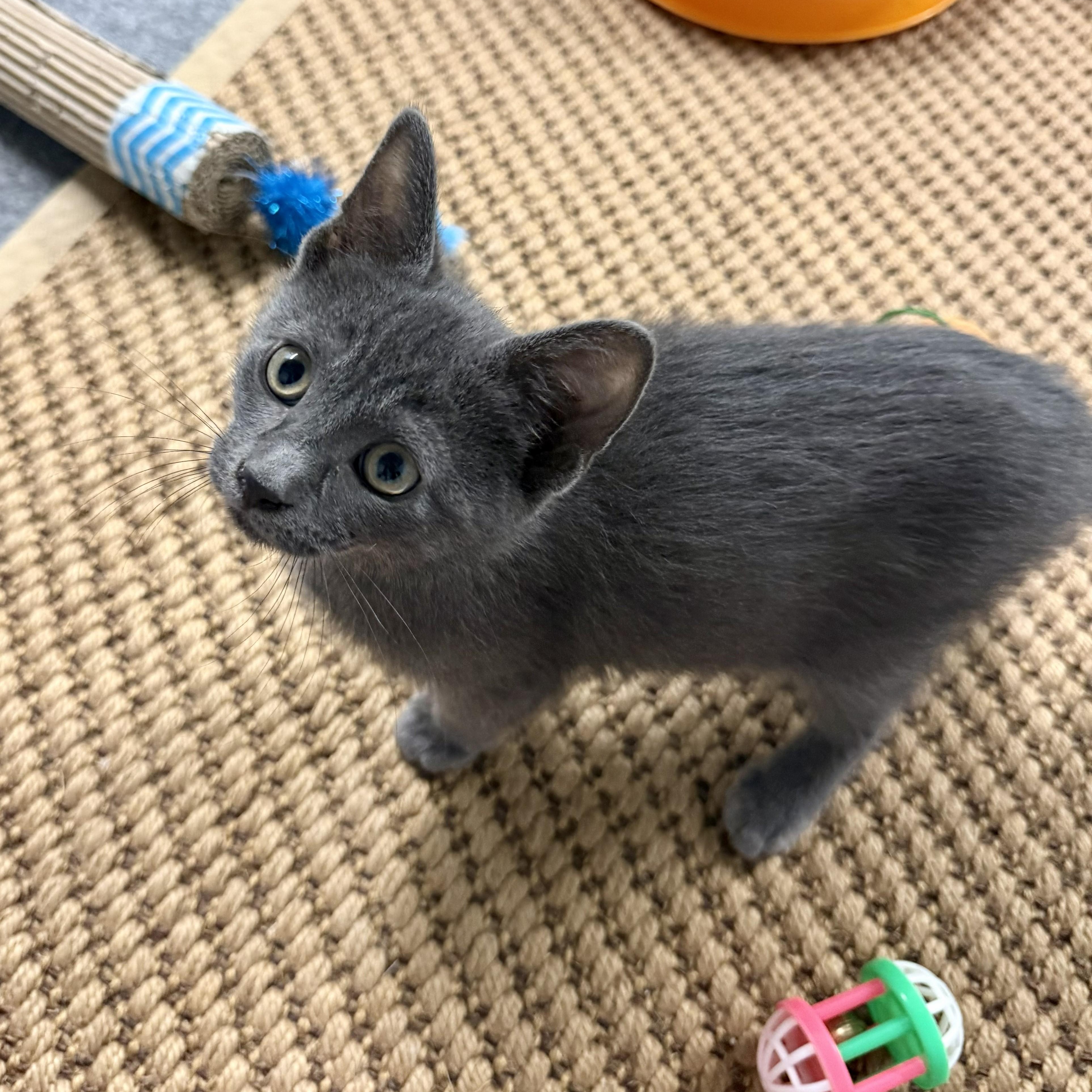 Fritter, an adopted Domestic Short Hair in Chicago, IL image 4/4