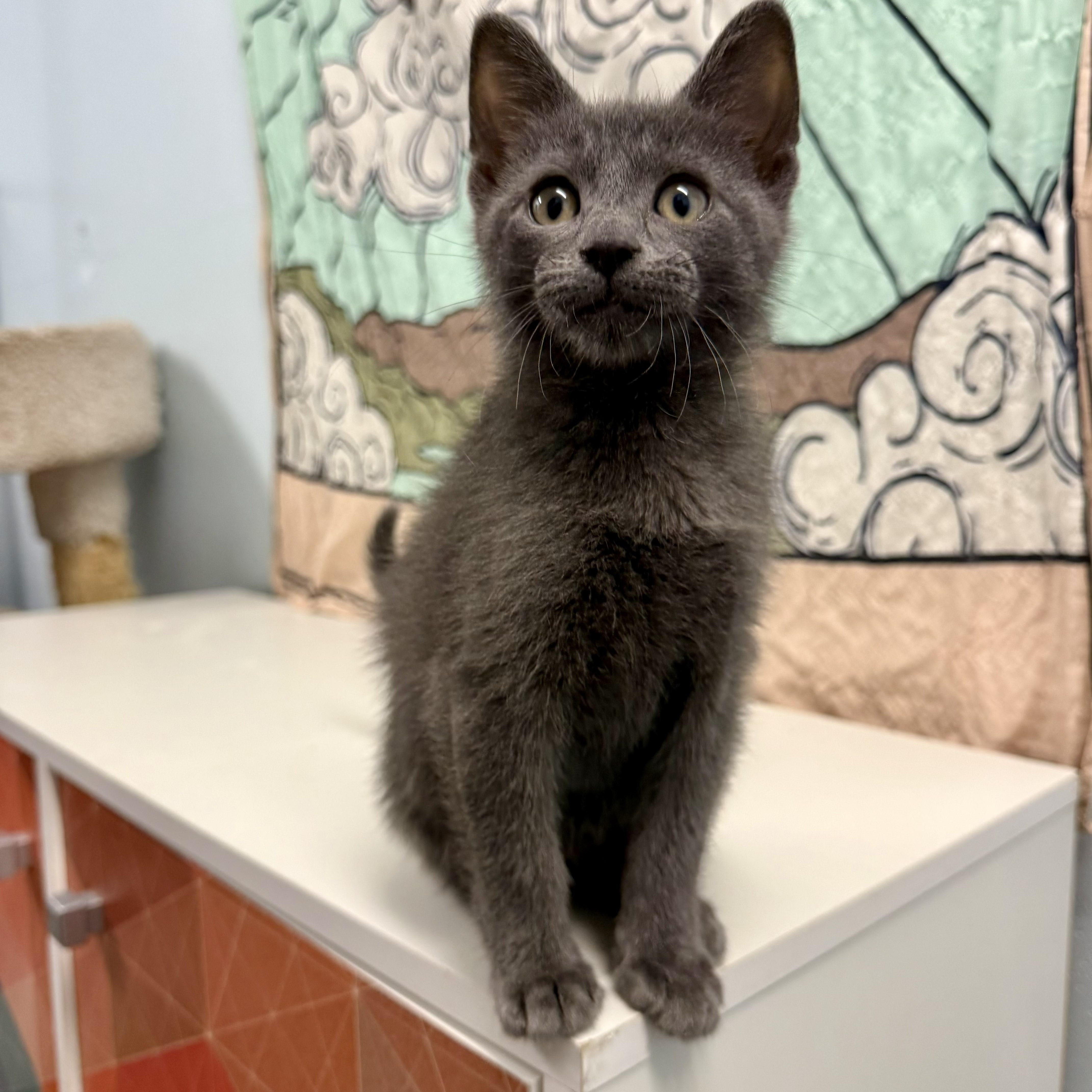 Fritter, an adopted Domestic Short Hair in Chicago, IL image 1/4