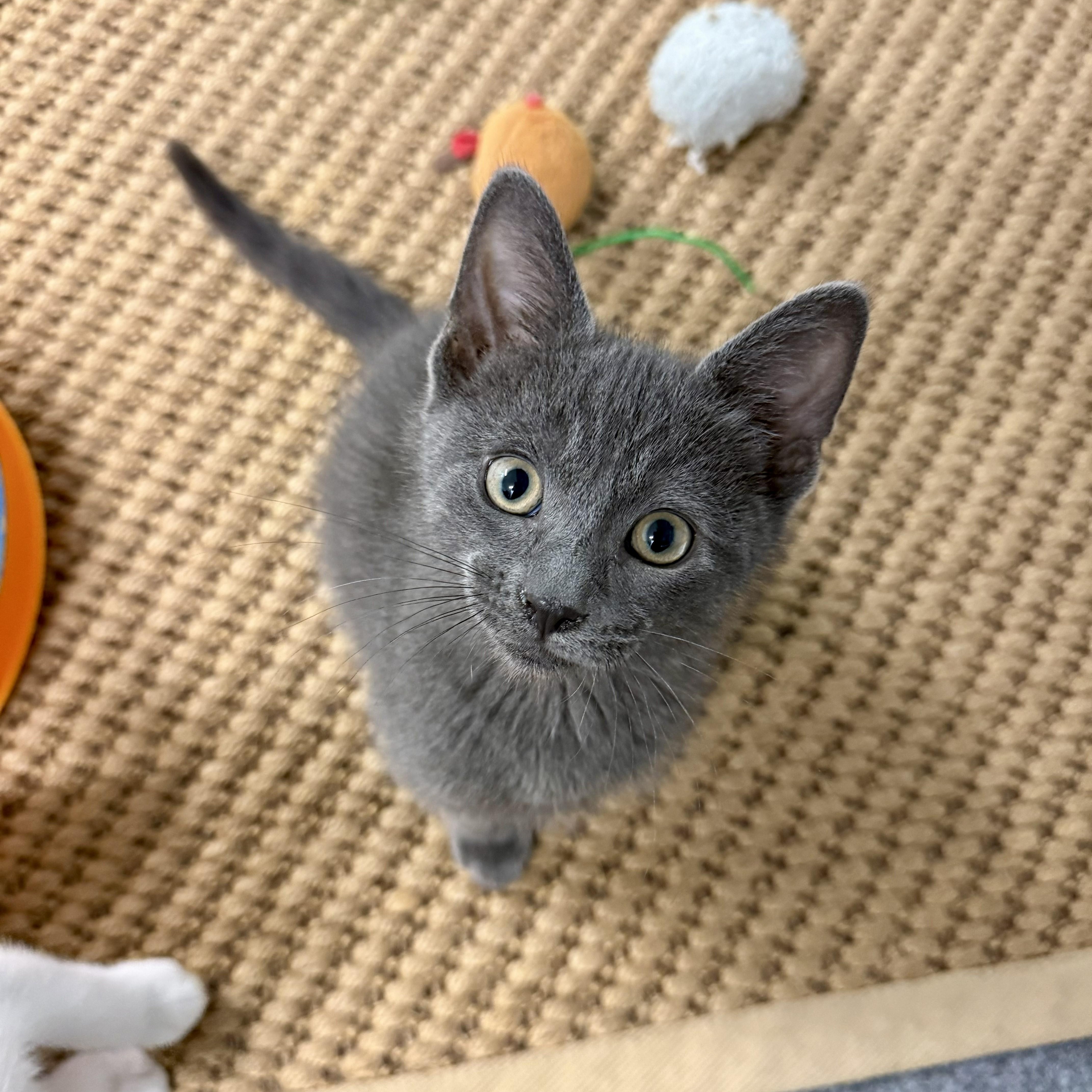 Fritter, an adopted Domestic Short Hair in Chicago, IL image 3/4