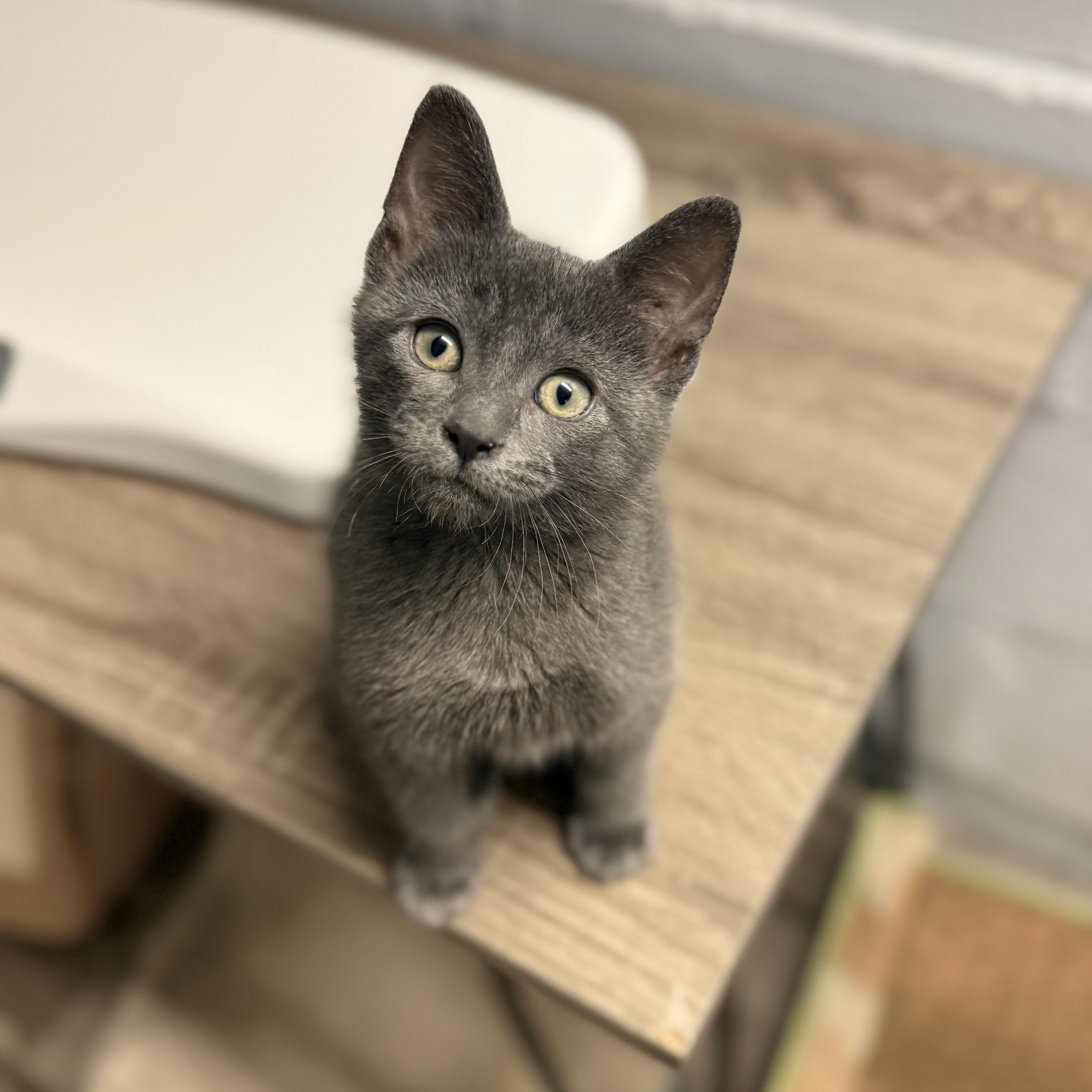 Fritter, an adopted Domestic Short Hair in Chicago, IL image 2/4