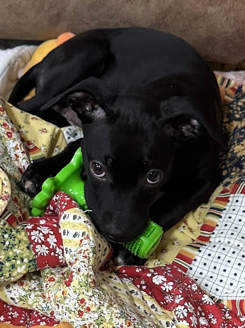 Poppy, Adopted, Puppy Female Labrador Retriever.