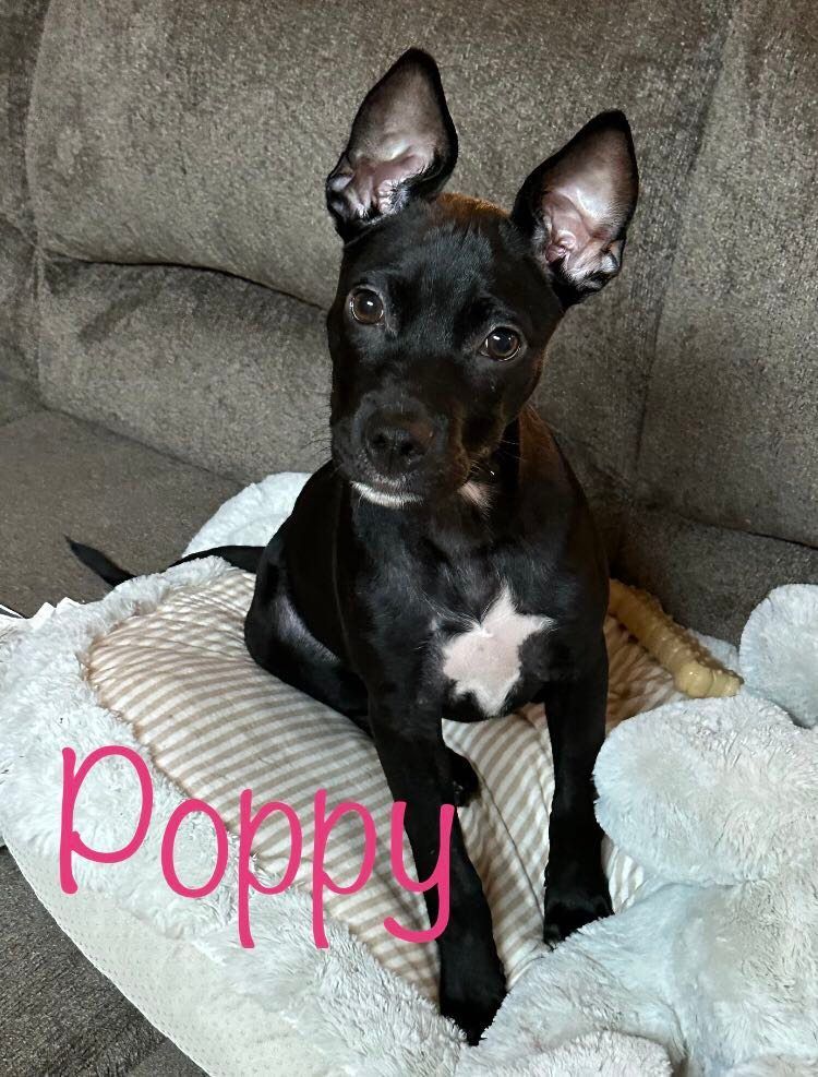 Enlarge Poppy, a Adopted mixed breed in Opp, AL image 2/11