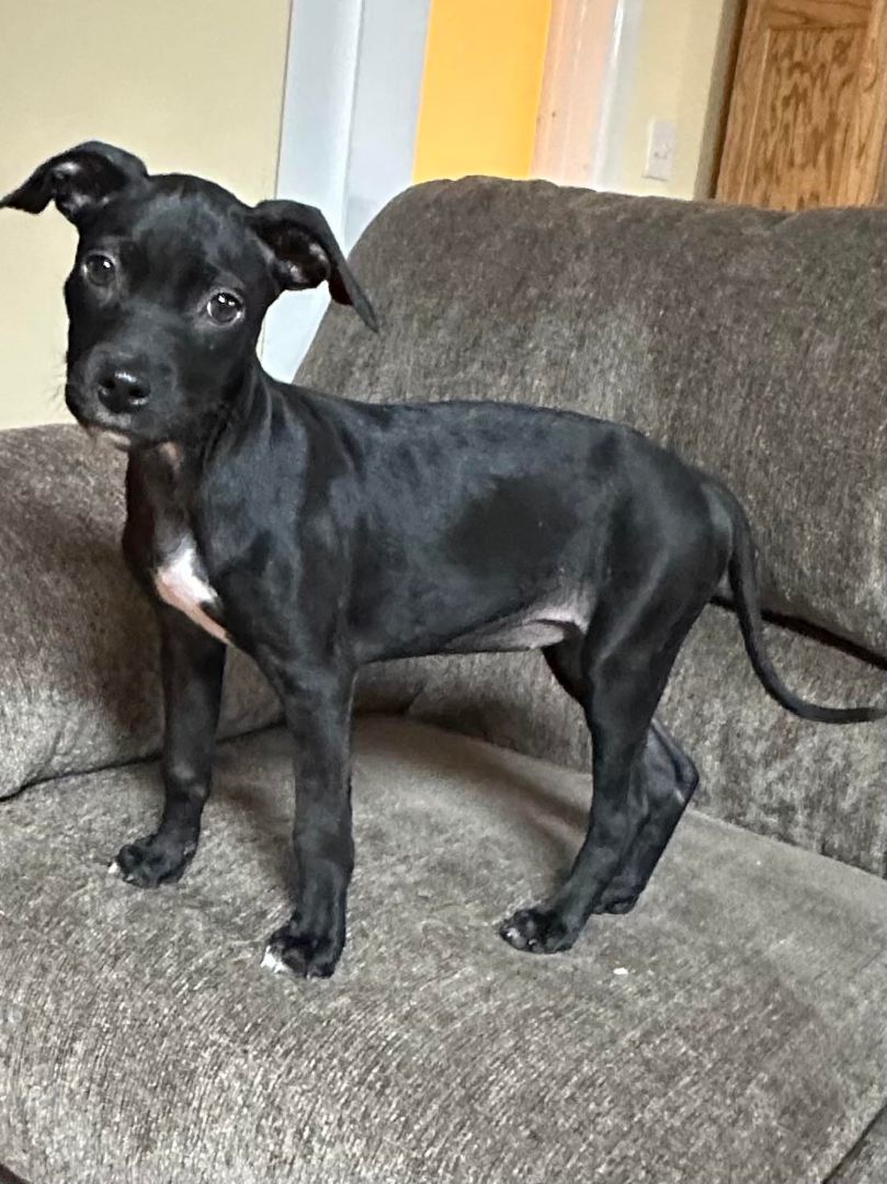 Enlarge Poppy, a Adopted mixed breed in Opp, AL image 4/11