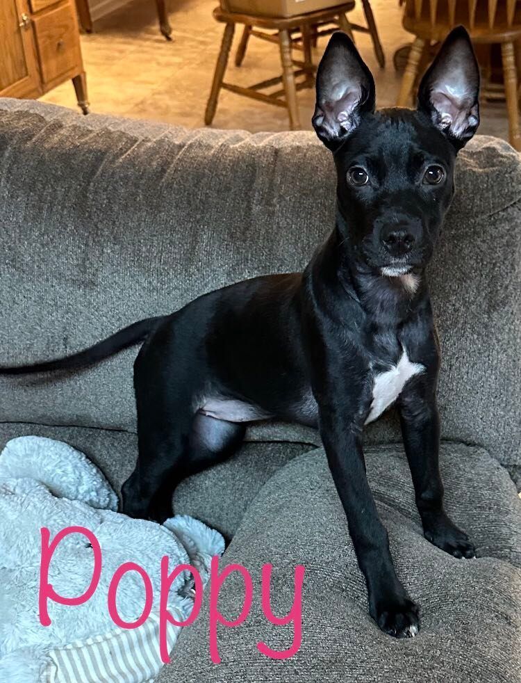 Enlarge Poppy, a Adopted mixed breed in Opp, AL image 5/11