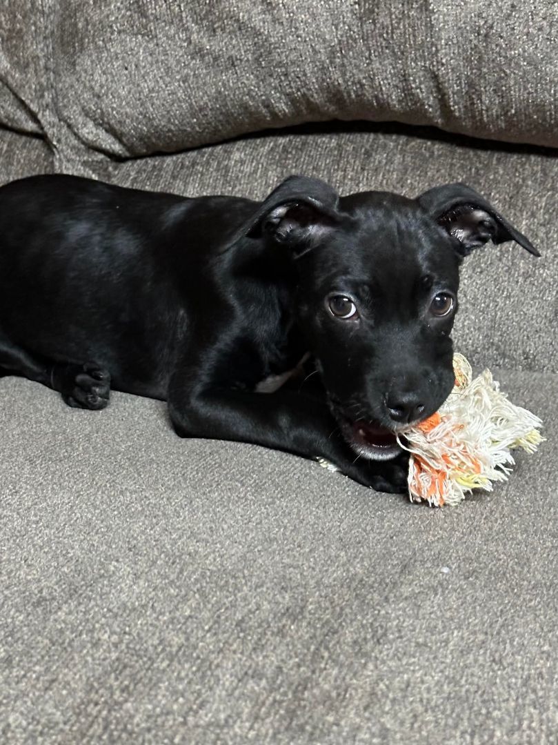 Enlarge Poppy, a Adopted mixed breed in Opp, AL image 6/11