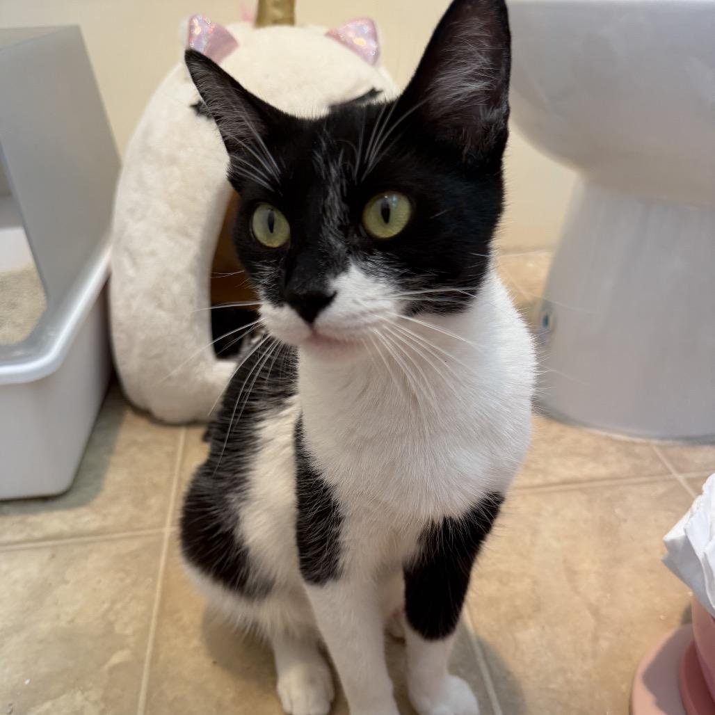 Enlarge Gemini, a Adoptable Domestic Short Hair in Los Angeles, CA image 1/3
