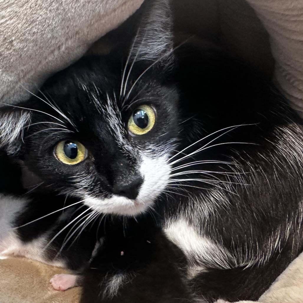 Enlarge Gemini, a Adoptable Domestic Short Hair in Los Angeles, CA image 3/3