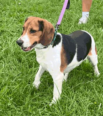 Enlarge Milo, a Adopted Beagle in West Decatur, PA image 1/3