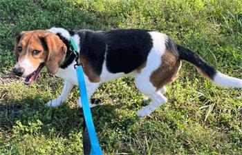 Enlarge Milo, a Adopted Beagle in West Decatur, PA image 2/3