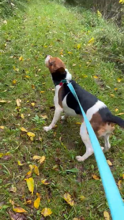 Enlarge Milo, a Adopted Beagle in West Decatur, PA video 3/3