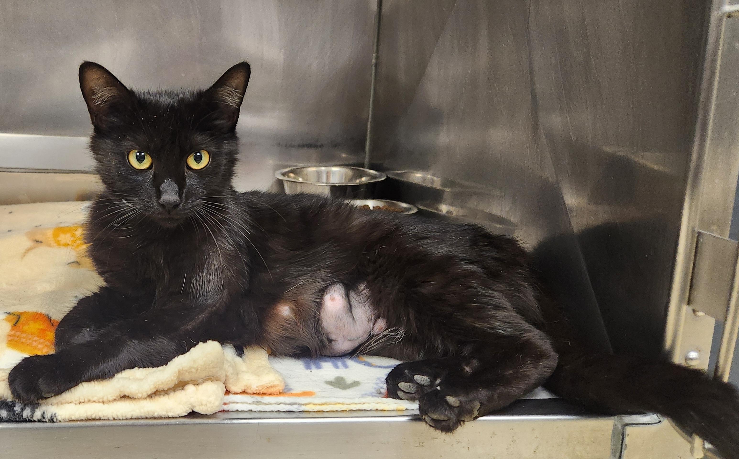 Judy, adopted, Young Female Domestic Short Hair.