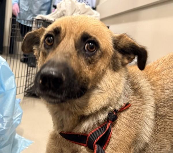 Tostito, Adoptable, Adult Female Shepherd.