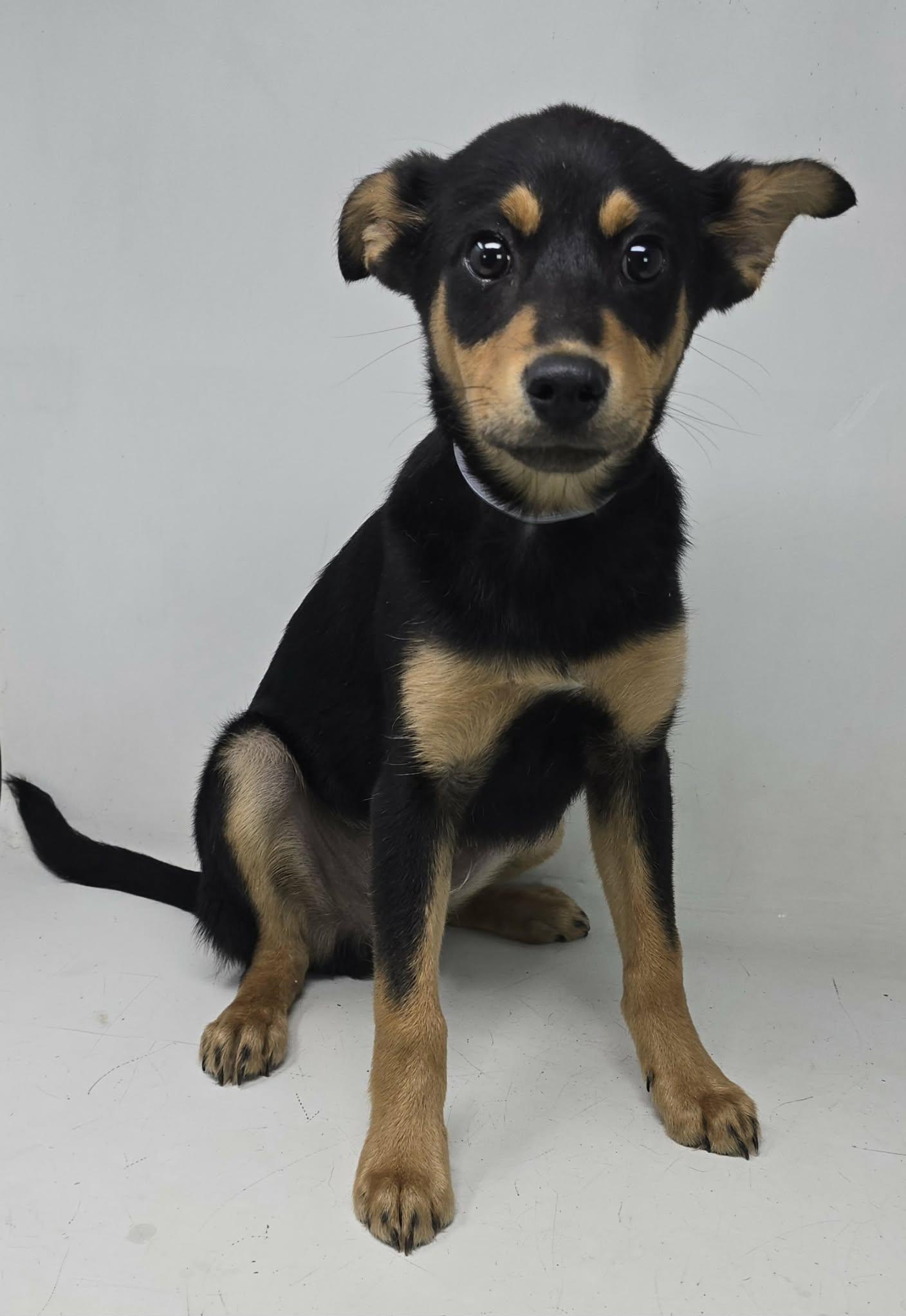 Enlarge Varrius, a Adoptable mixed breed in Newport, TN image 3/3