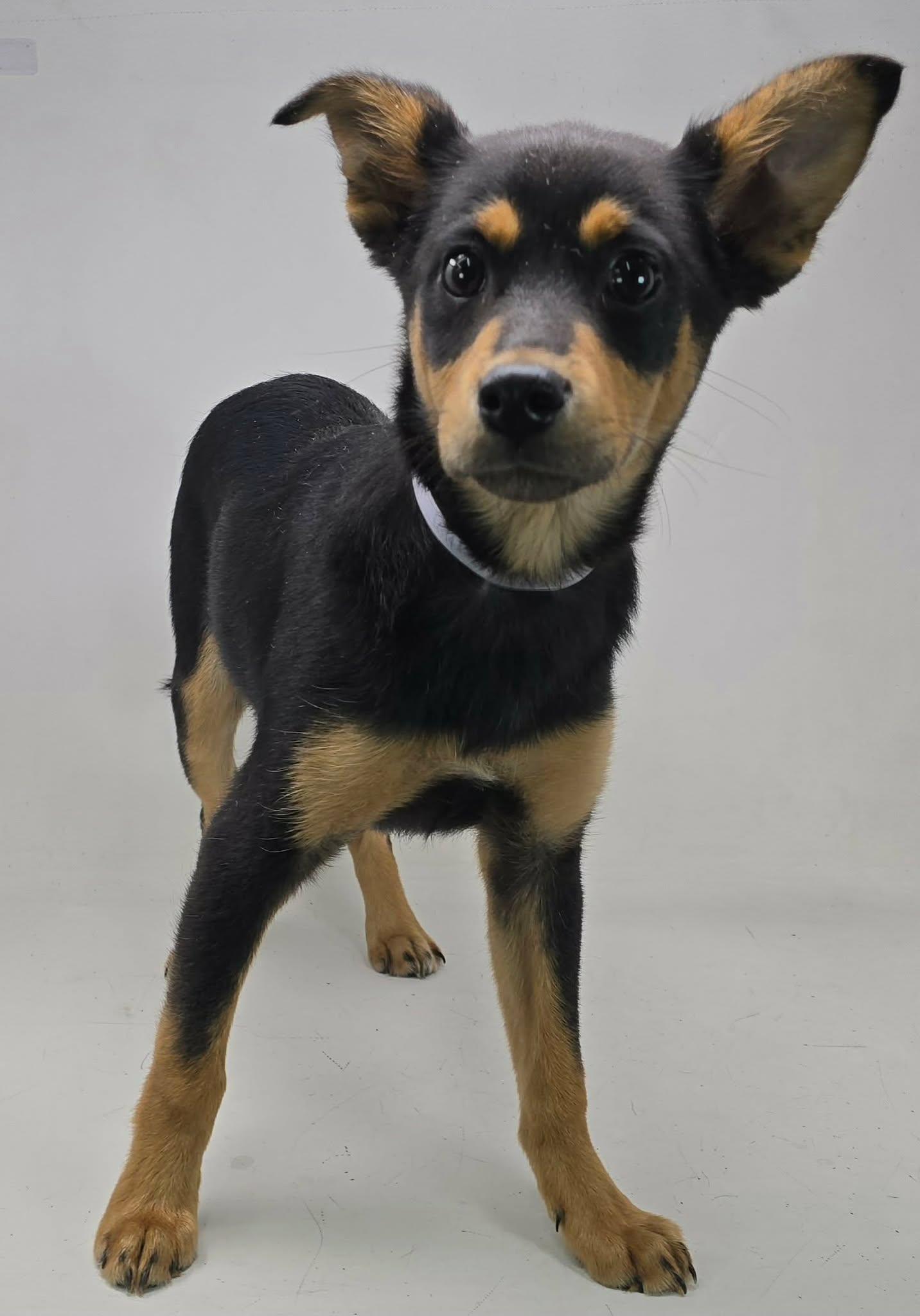 Enlarge Varrius, a Adoptable mixed breed in Newport, TN image 2/3