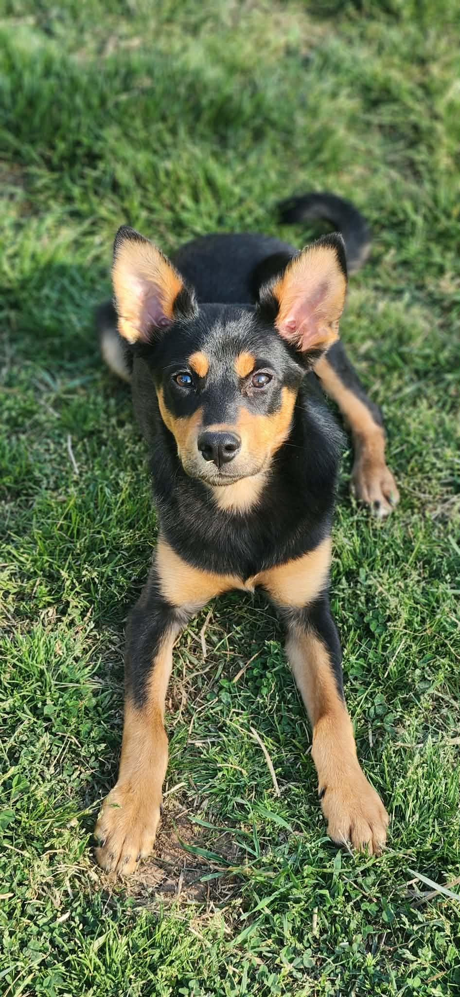 Enlarge Varrius, a Adoptable mixed breed in Newport, TN image 1/4