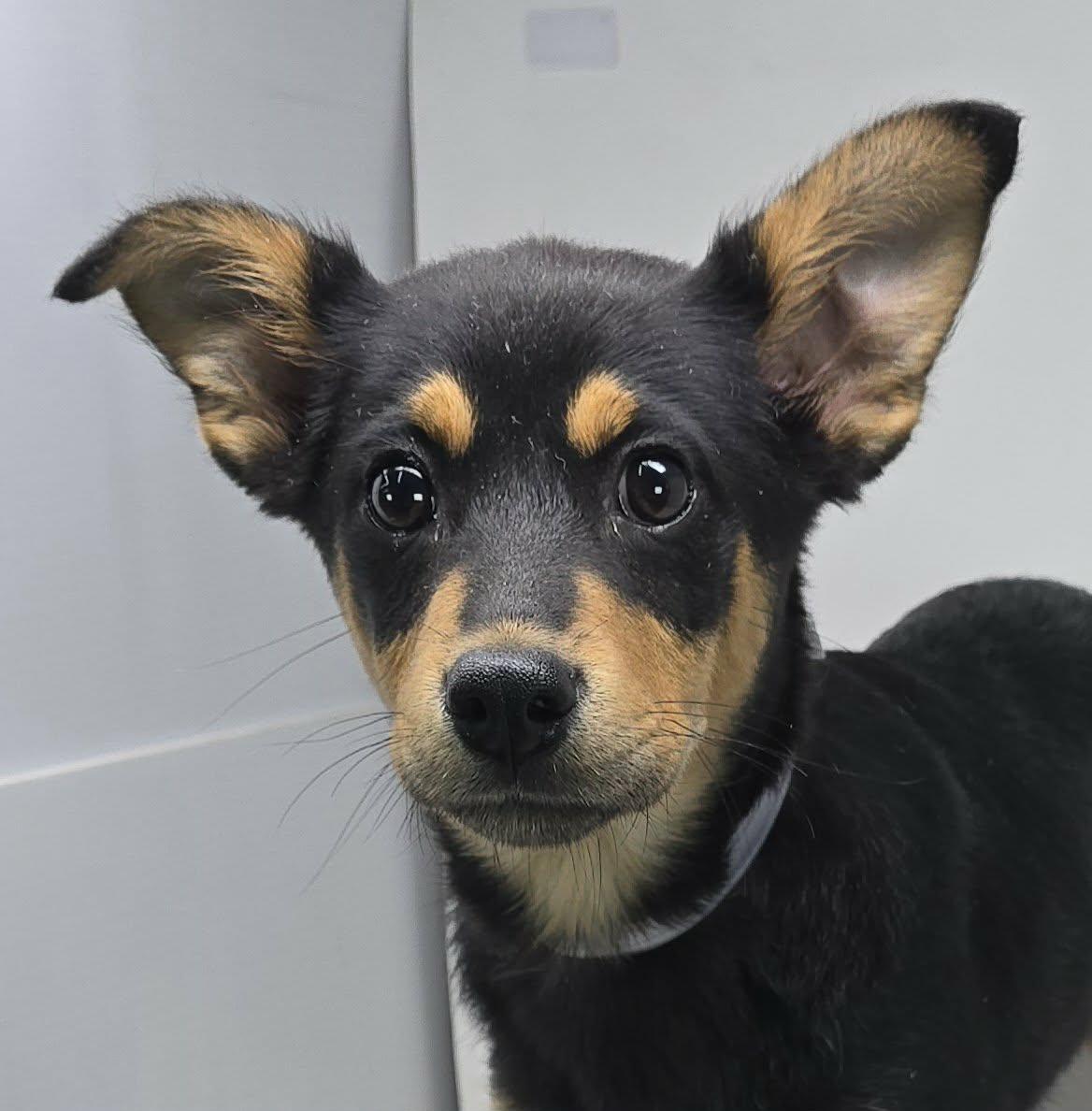 Varrius, Adoptable, Puppy Male Terrier.