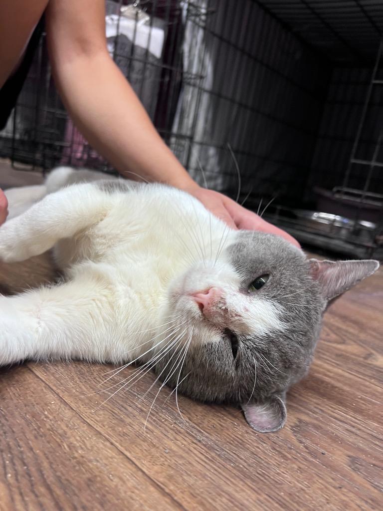 Enlarge Big Guns, a Adoptable Domestic Short Hair in Sorrento, LA image 1/2